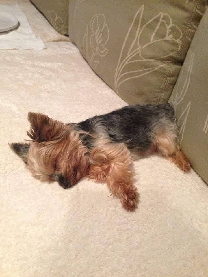 puppy image